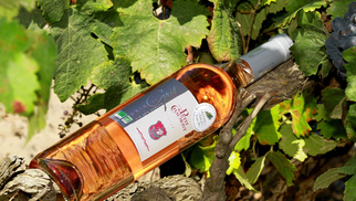 Fête de la Vigne et du Vin le 12 mai du Domaine Petit Chaumont et musique dans les vignes comme innovation viticole (® SAAM-fabrice Chort)