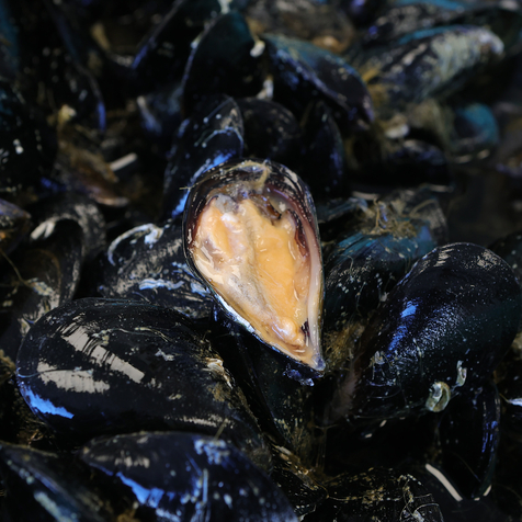 Vente sur place de coquillages et de fruits de mer- Bouzigues  
