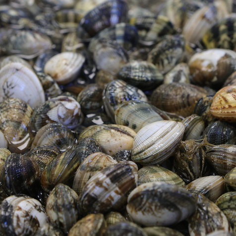 VENTE SUR PLACE DE COQUILLAGES ET DE FRUITS DE MER LOUPIAN -MAGASIN chez Huîtres Sanchez Loupian