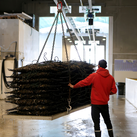 Visites guidées Mèze - Huîtres Sanchez Loupian