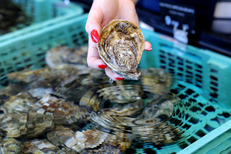 Huîtres Sanchez à Loupian • Huitres de Bouzigues • vente direct producteur, visites guidées ( ® SAAM-fabrice CHORT)