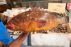 Les Poissons d’abord Montpellier • Poissonnerie et restaurant de poissons à Port Marianne • Belle pièce  (® facebook les poissons d'abord)